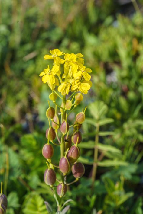 Alyssoides utriculata