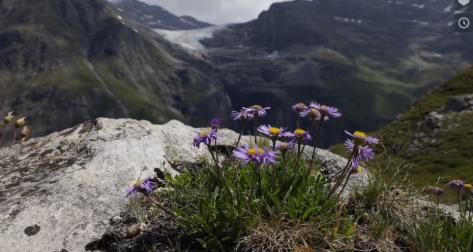 Erhaltung alpiner Pflanzen