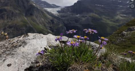 Erhaltung alpiner Pflanzen