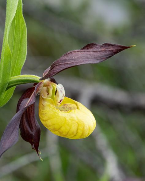 Juin : Cypripedium calceolus